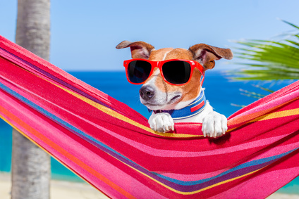dog summer hammock