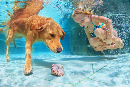 Little child play with fun and train golden labrador retriever puppy in swimming pool – jump and dive underwater to retrieve shell. Active games with family pets and popular dog breeds like companion.
