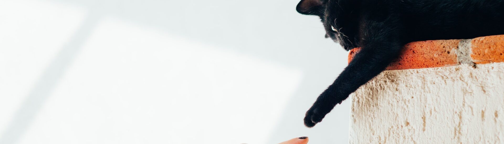 humberto-arellano-N_G2Sqdy9QY-unsplash humberto-arellano-N_G2Sqdy9QY-unsplash